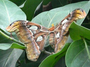 Butterfly, Key West, FL - Suviving the Empty Nest - About Change