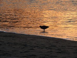 An empty nest inspiration in San Francisco Bay, CA.