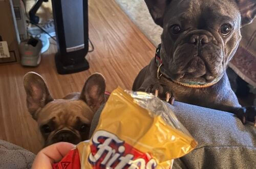 French bulldogs begging for a snack